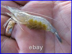 10+ Live River Shrimp 250ml Brackish Sea Feeder Shrimp Fits Mail box 1st Class