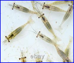 10+ Live River Shrimp 250ml Brackish Sea Feeder Shrimp Fits Mail box 1st Class