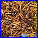 BusyBeaks Bugs, Grubs & Worms Wild Bird Food Premium Protein Rich Dried Feed Bag