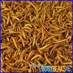 BusyBeaks Dried Mealworms High Quality Wild Bird Food Treats For Garden Birds