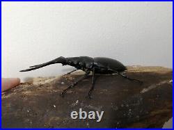 Insect grub feeder/L2-prosopocoilus giraffa stag beetle larvae-select quantity