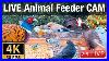 Live 4k 60fps Animal U0026 Bird Feeder Cam Hedgehog U0026 Bird Watching 3d Binaural Audio Best Quality