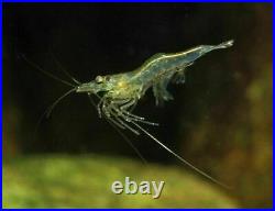 Live Fish Food 100ml Brine Shrimp Daphnia Bloodworm Tubifex Copepods Plankton