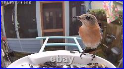 NETVUE Birdfy Lite-Smart Bird Feeder Camera, Auto Capture and Record Bird Videos