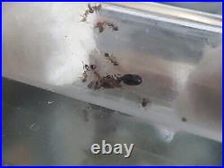 Pheidole Megacephala-Queen ant with 10 workers feeder insect for reptiles-RARE